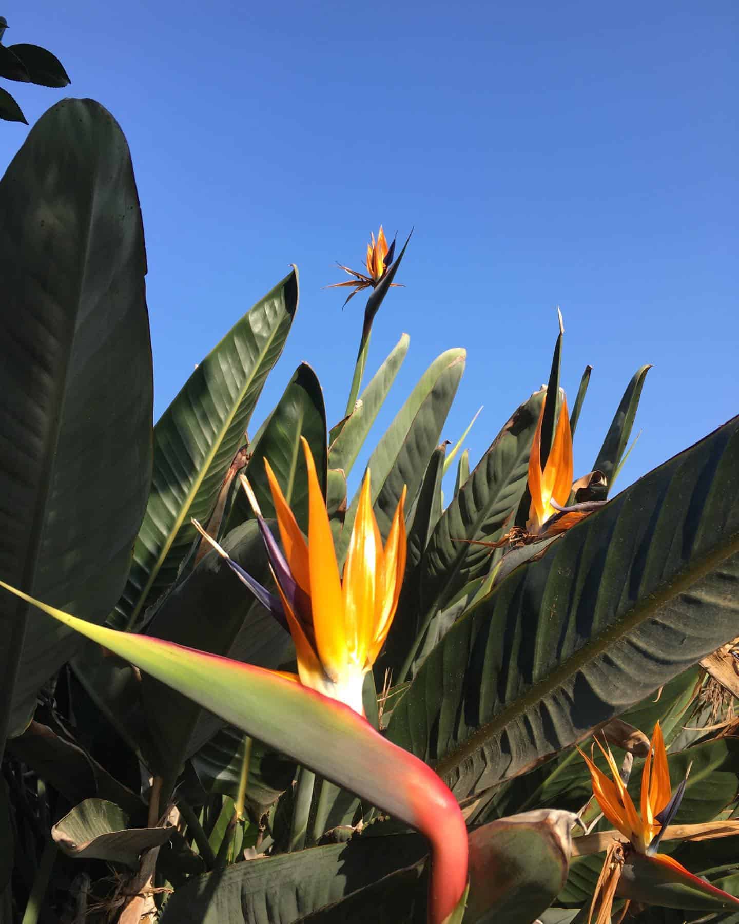 Bird of Paradise Light Requirements [Signs of Low and High Light!]