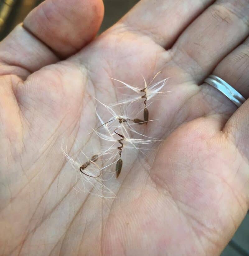 Geraniums Seeds Harvesting, Growing and Buying Guide Plants Craze