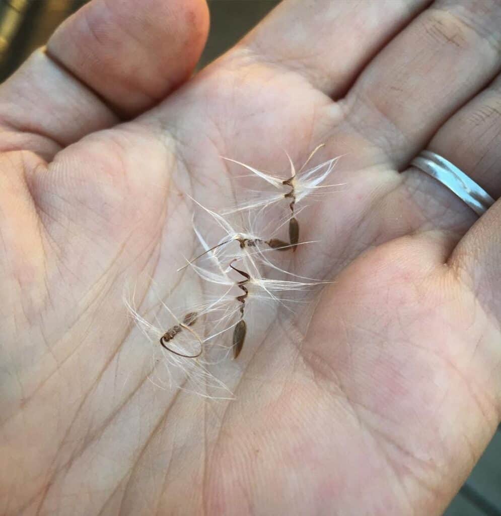 Geraniums Seeds Harvesting, Growing and Buying Guide Plants Craze