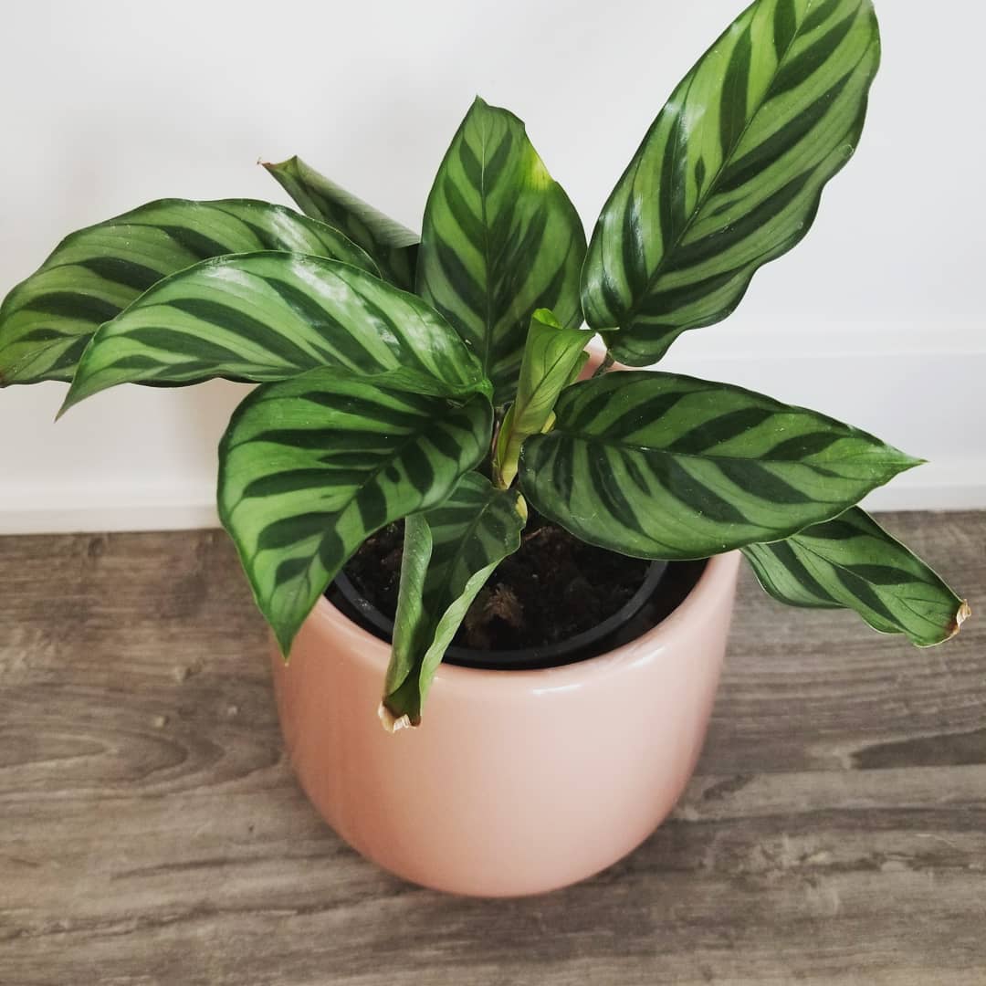 Freddie Calathea is growing in a Pot