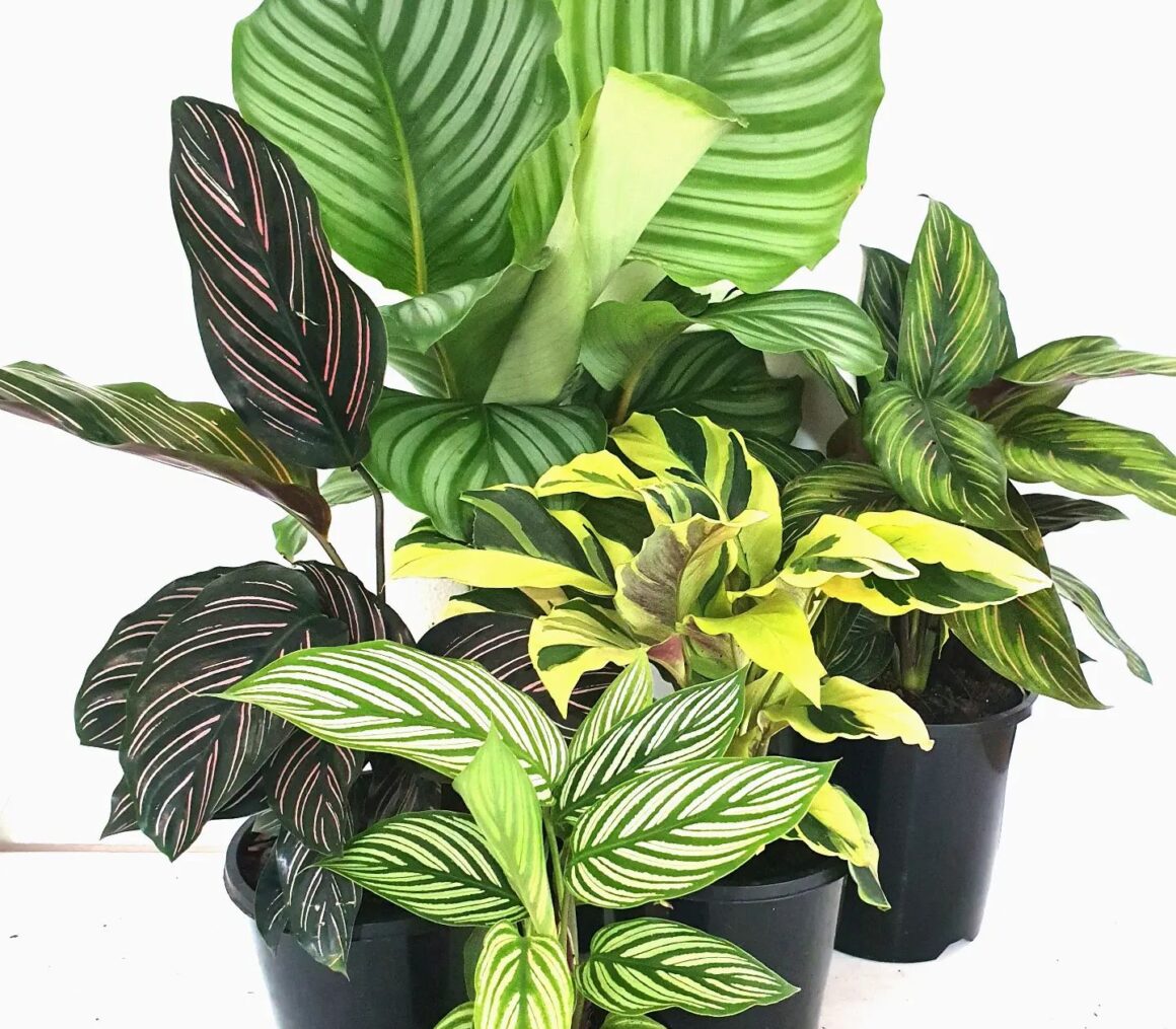Calathea Light Requirements [3+ Ways To Ensure Optimum Light]