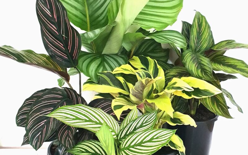 20 Stunning Calathea Varieties with [Names & Pictures] - Plants Craze