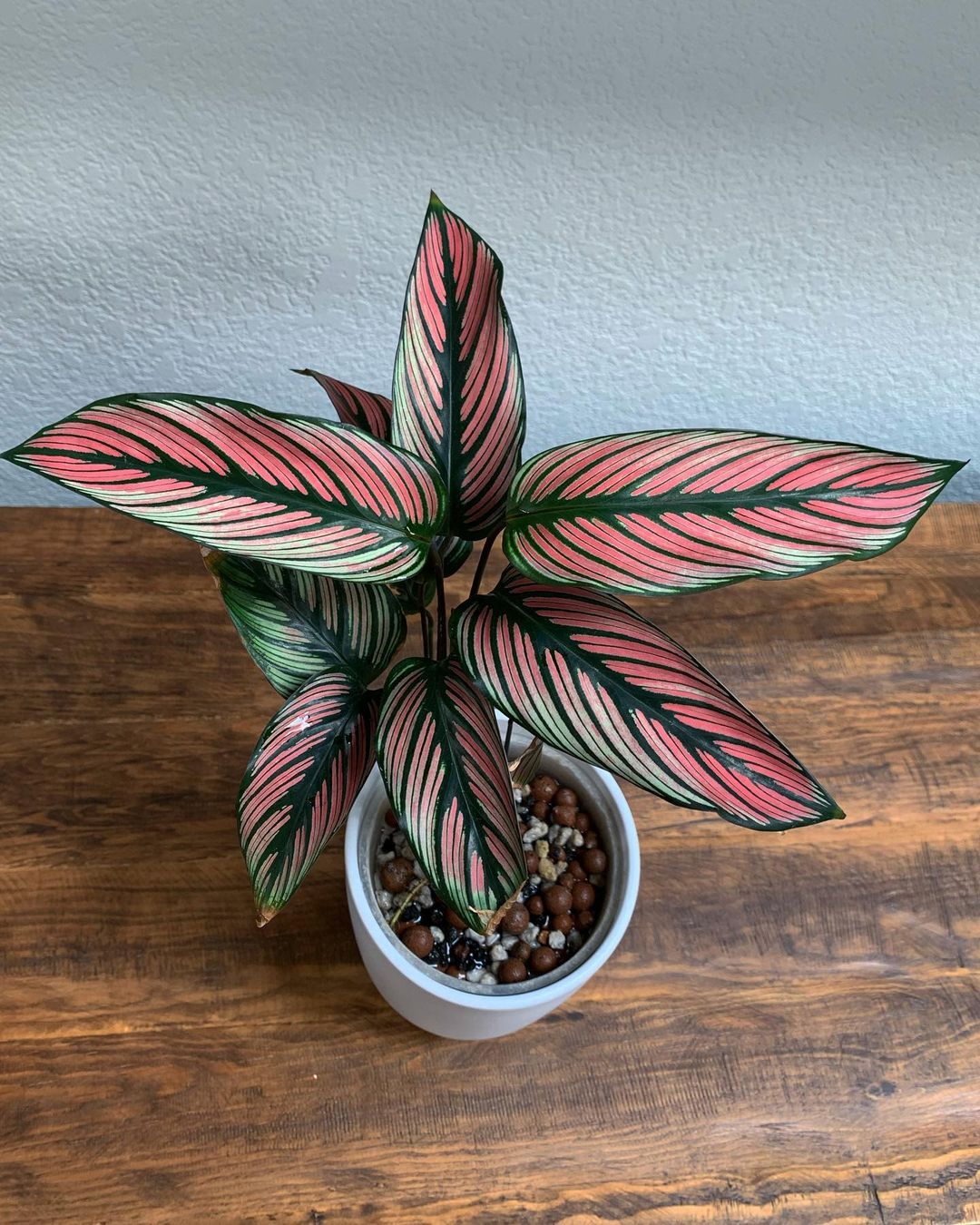 Calathea Majestica in the Pot 