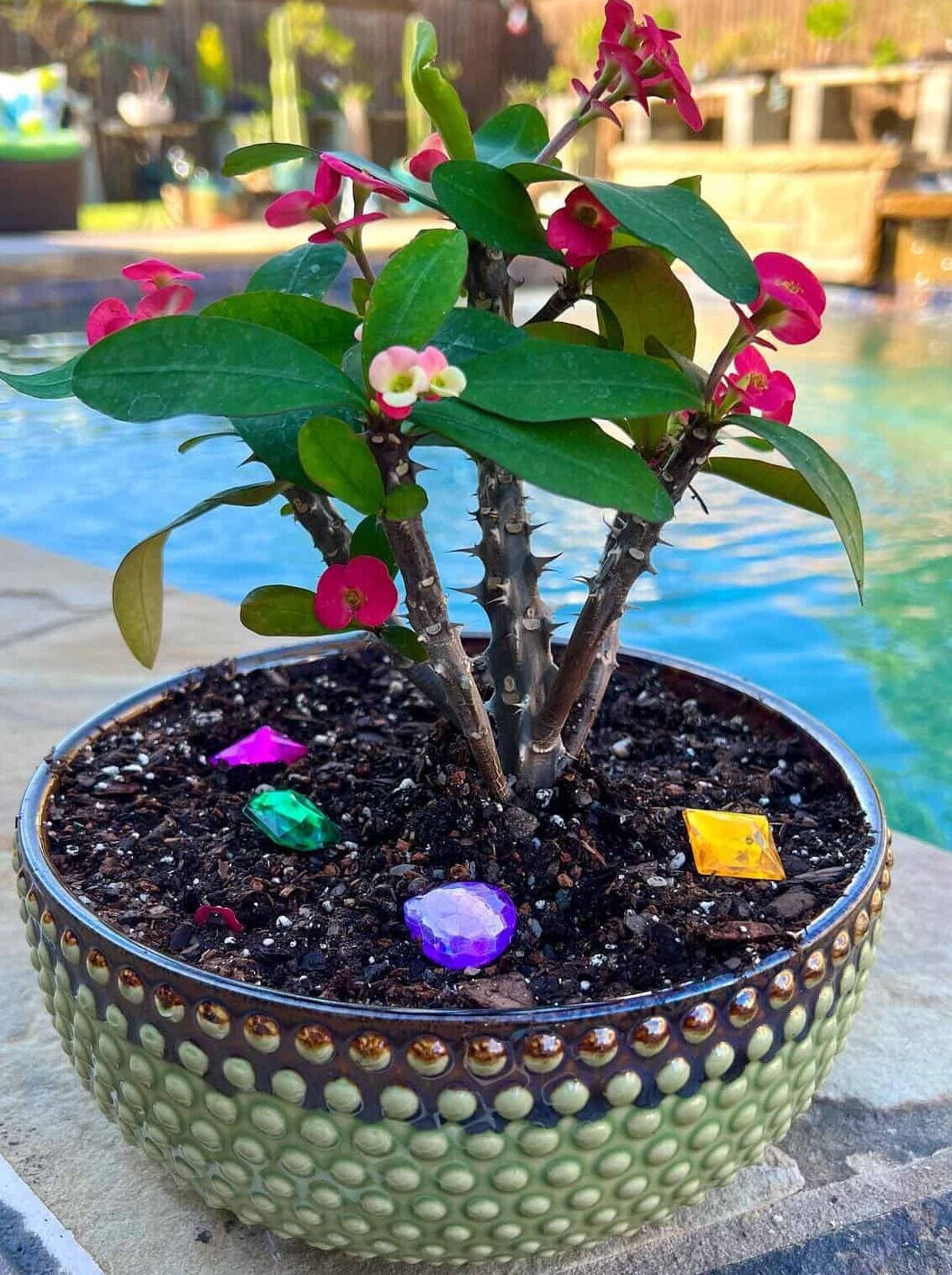 Crown of Thorns in Pot