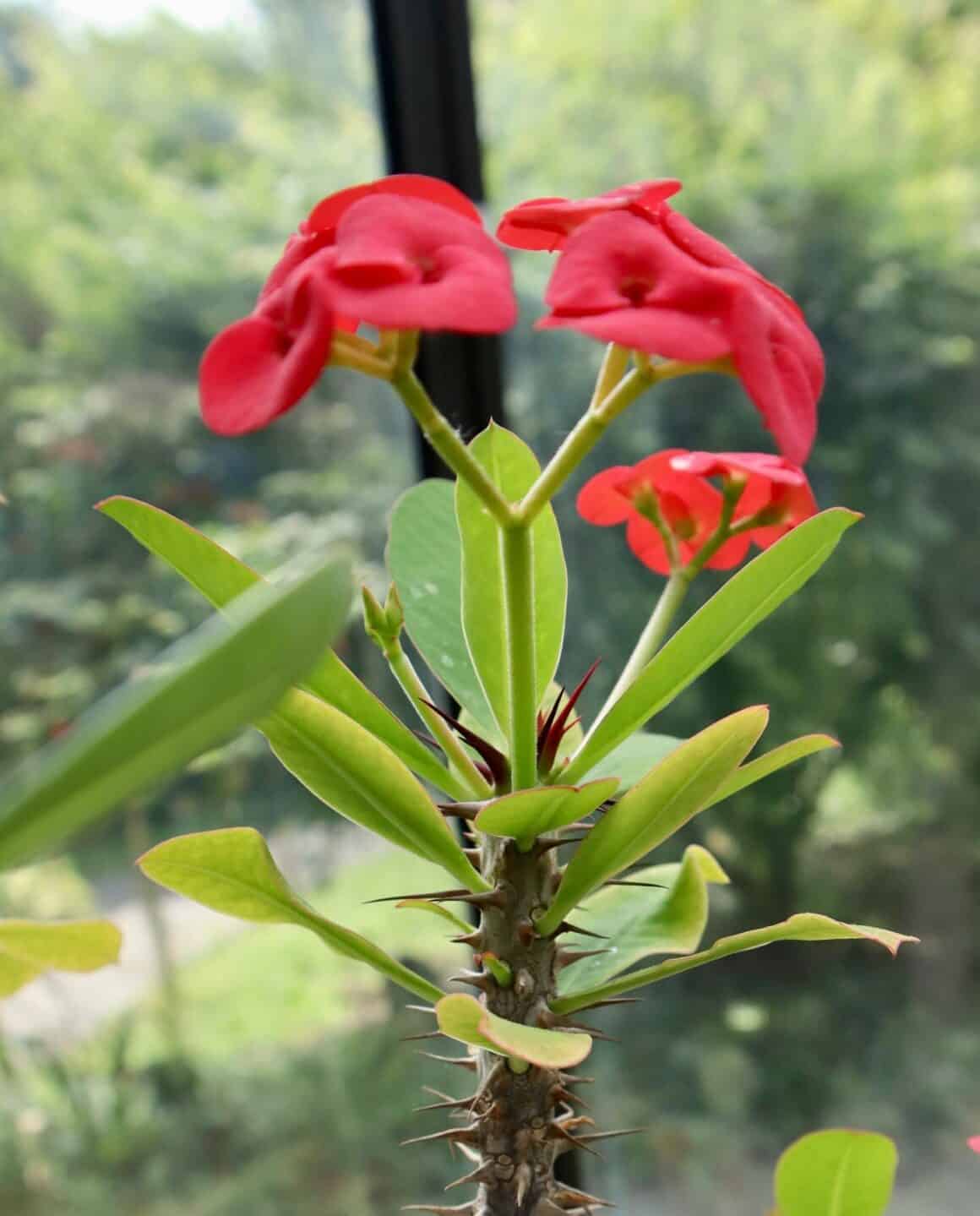 Crown of Thorns Flower: Meaning, Usage & Growing Guide - Plants Craze