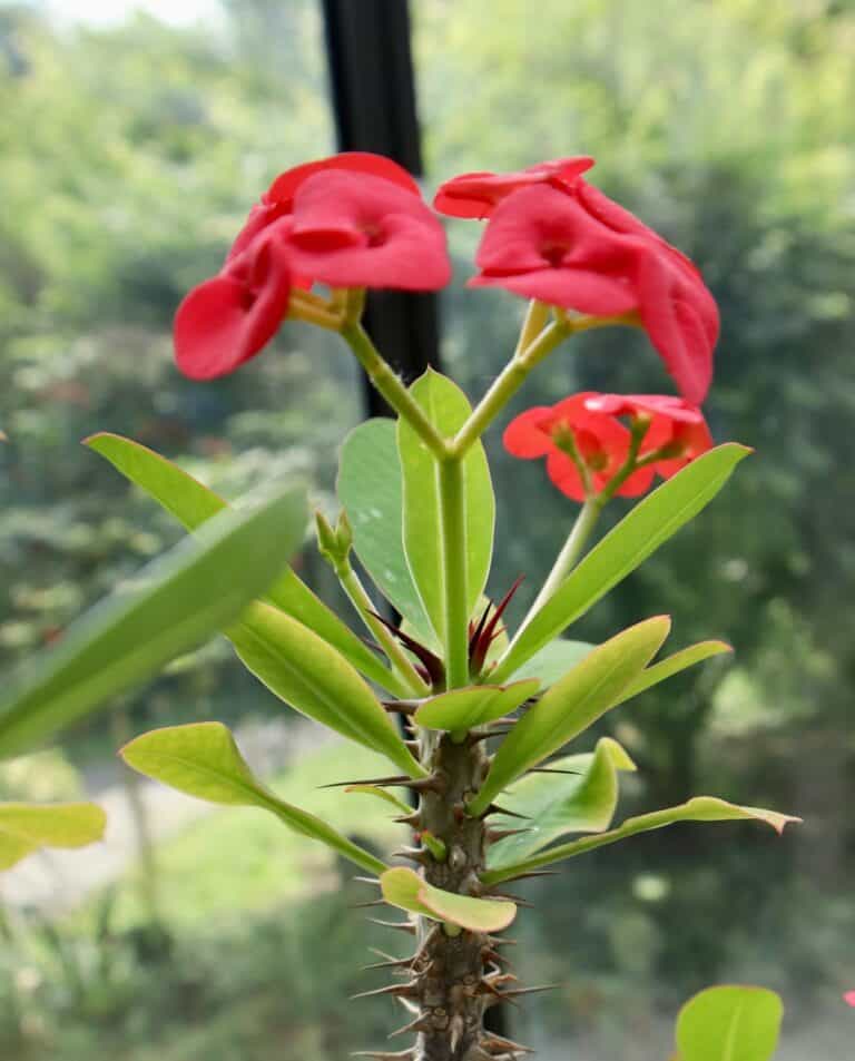 Crown Of Thorns Flower: Meaning, Usage & Growing Guide - Plants Craze