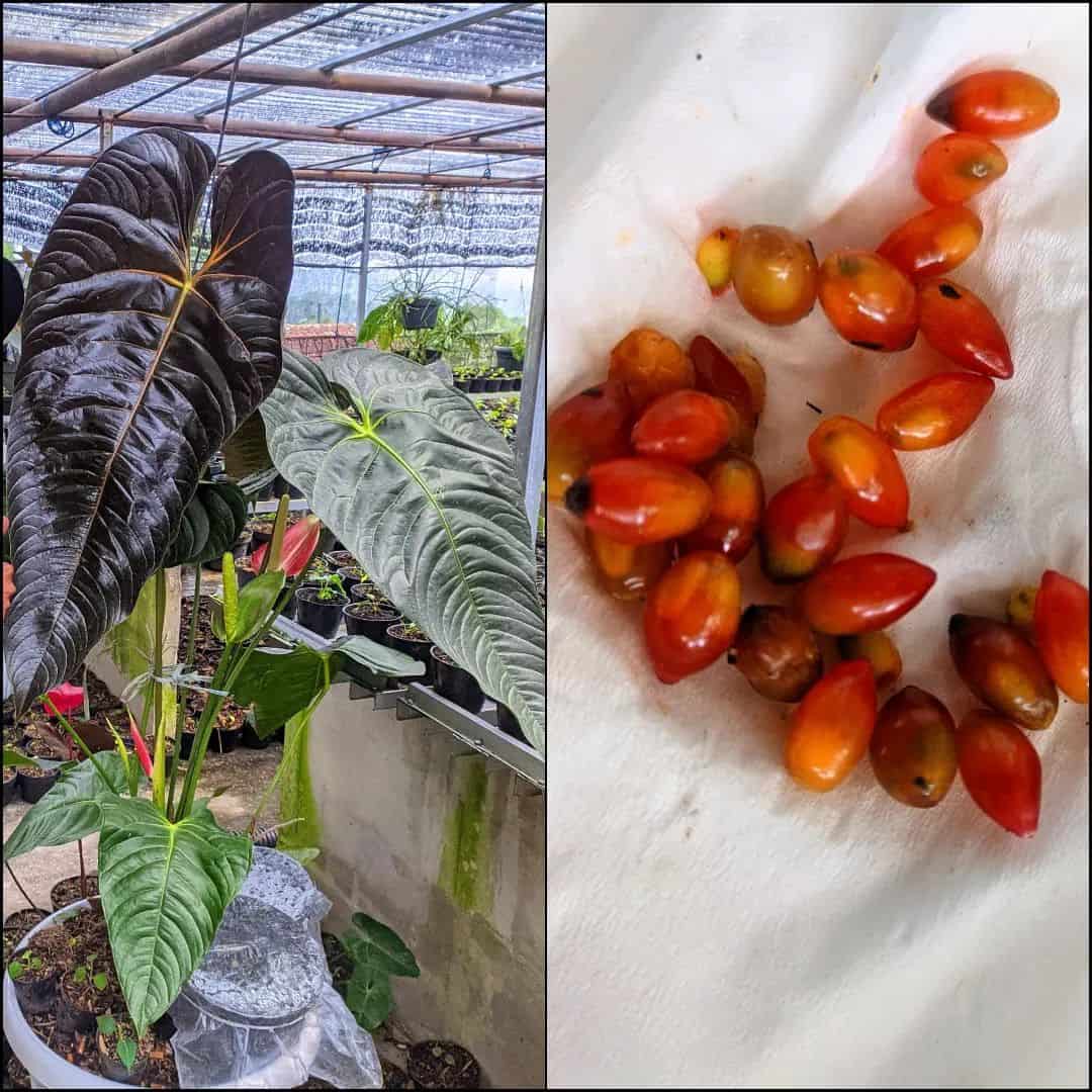 A collage with a Pink Anthurium plant on the left and the picture of its reddish-orange seeds on a paper towel on the rightside.