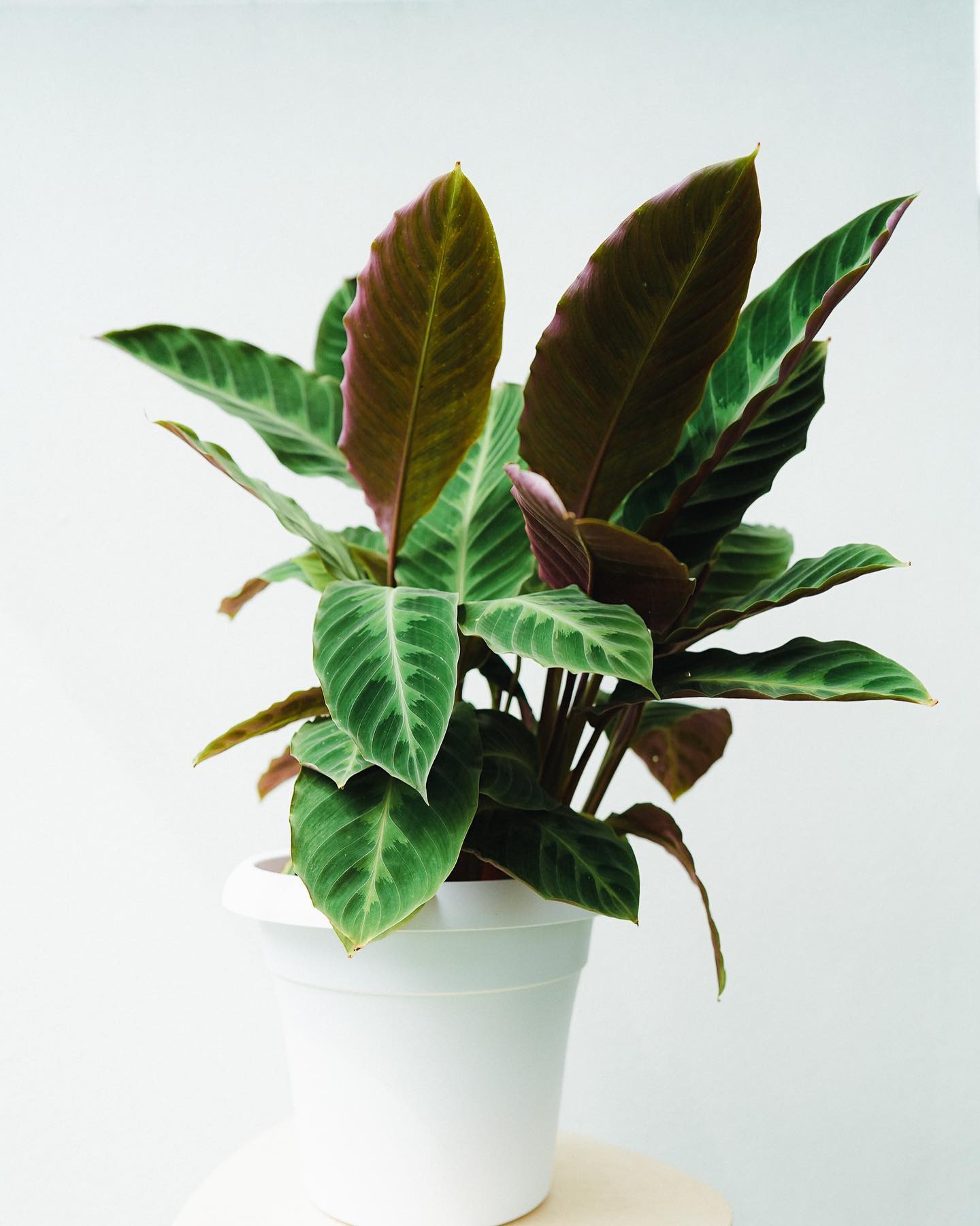 Calathea warscewiczii in a white Pot 