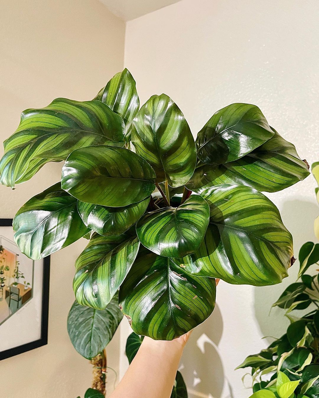 Calathea fasciata in the Pot 