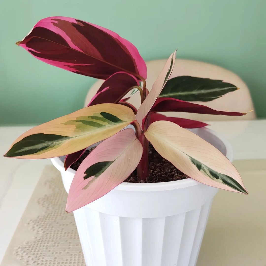 Calathea triostar is growing in a white pot over a table.