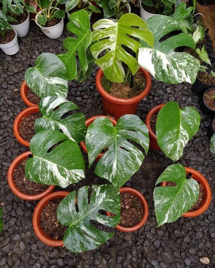 Which Monstera Planter Is Best For You— Top 10s Plants Craze