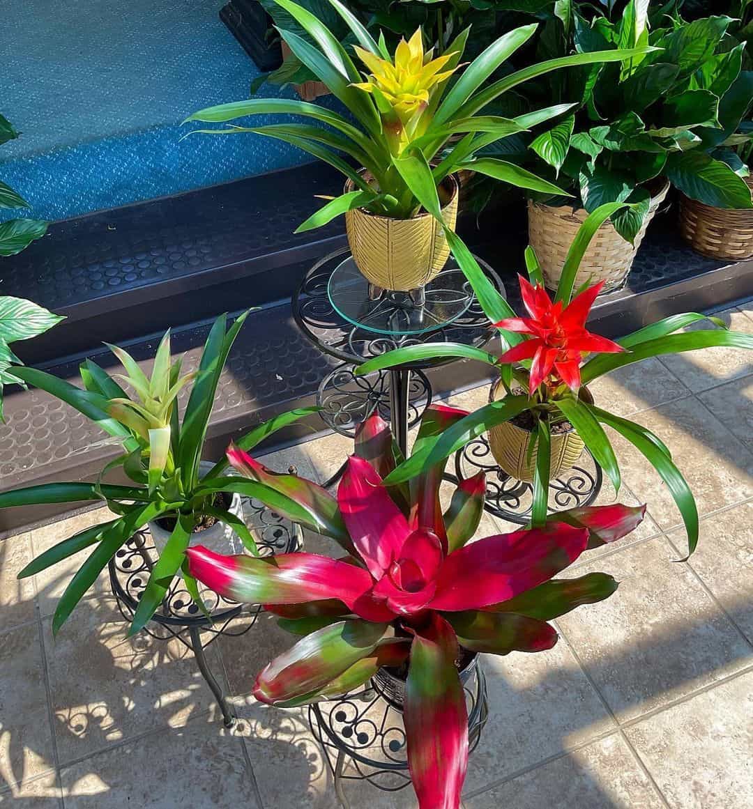 Bromeliad Plants In Pots