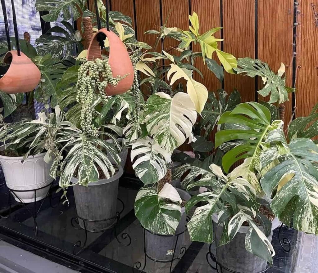 Is Monstera Toxic to Cats? Plants Craze Is Monstera Toxic to Cats?