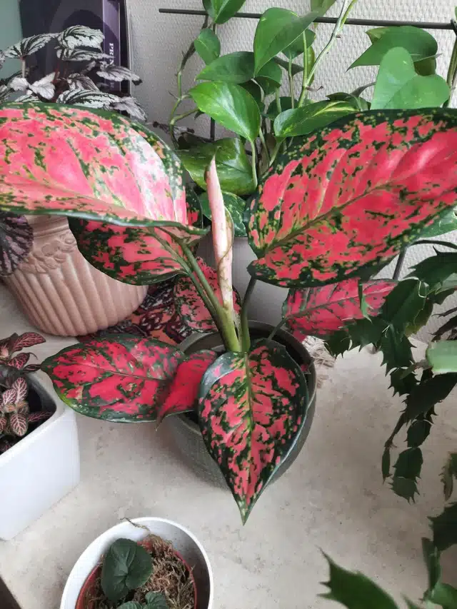 Red Aglaonema plant indoor