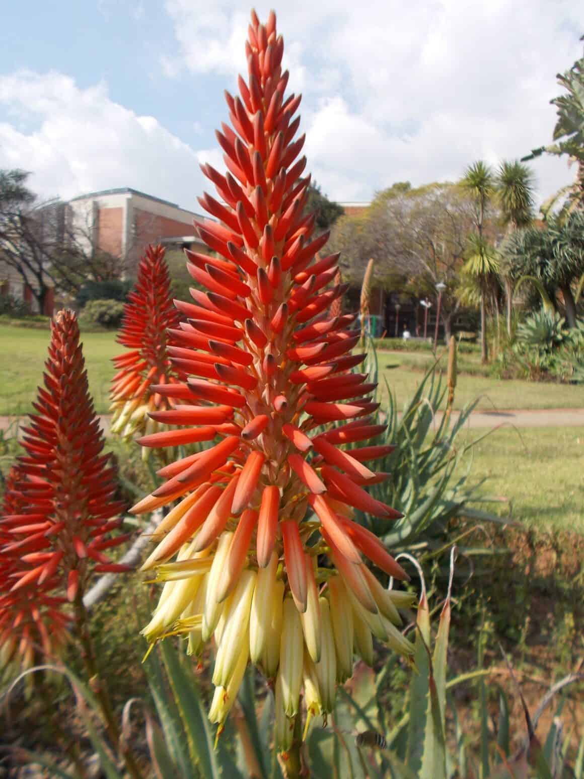 Aloe Flower Characteristics, Uses & Growing Guide Plants Craze