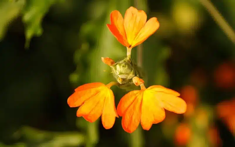 Beautiful Crossandra Flower