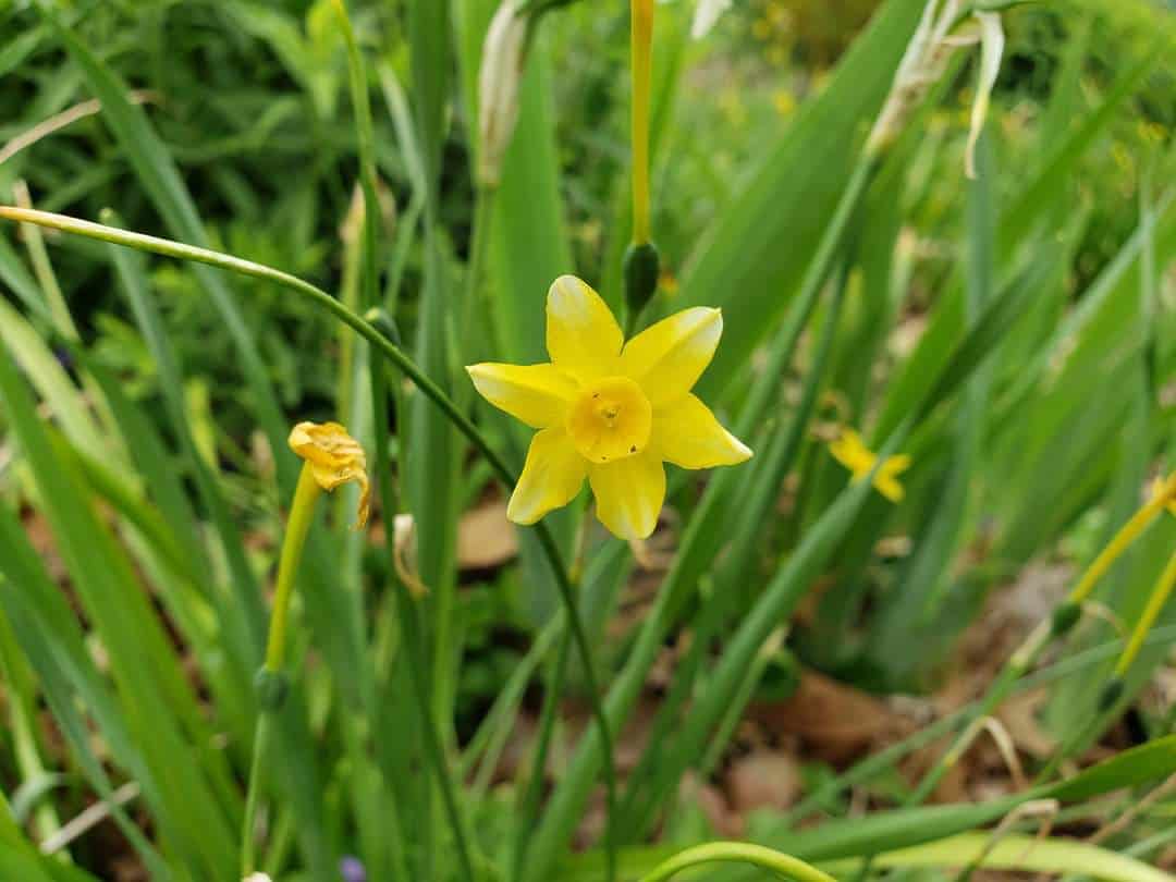 Daffodil Flower: Meaning & Growing Guide - Plants Craze