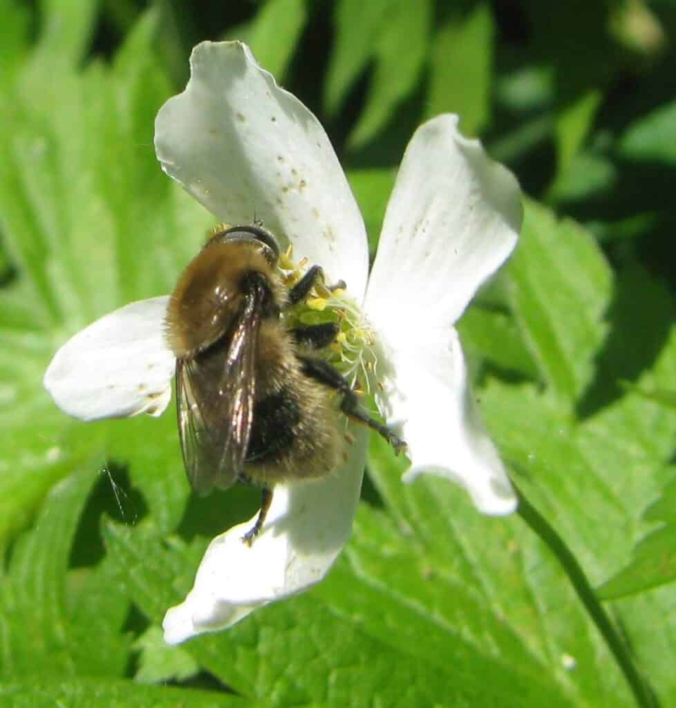 Bees sucking the flower