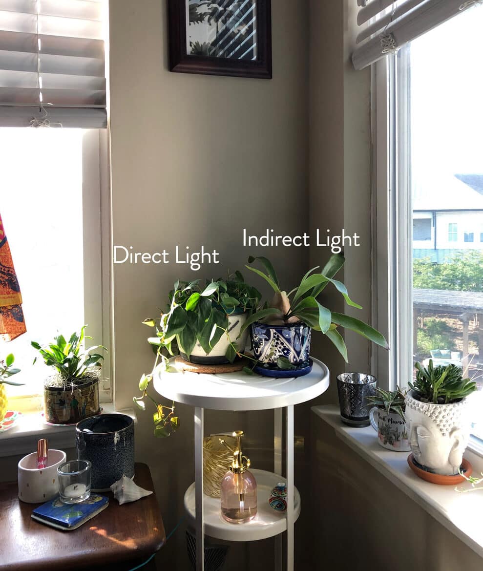 Image represents the condition of plant placement in bright indirect sunlight