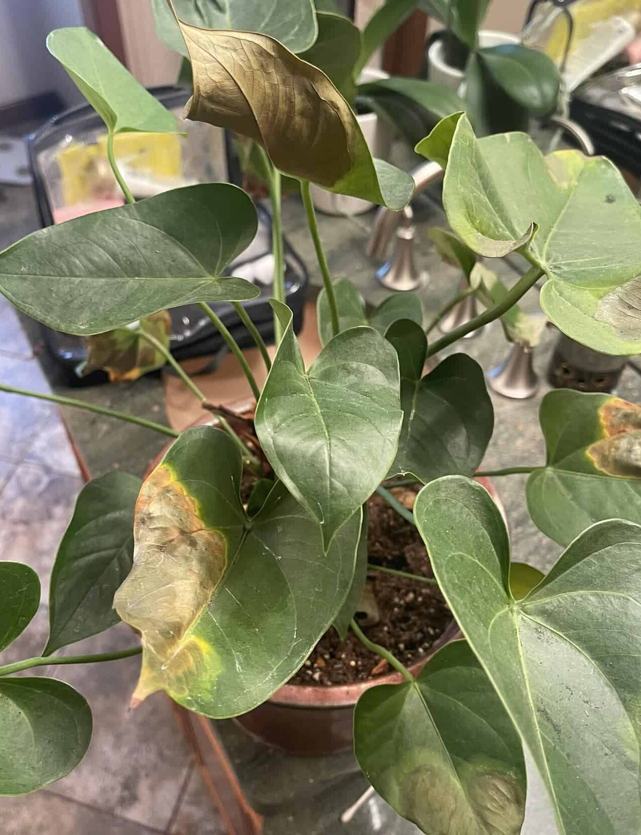 Image represents brown leaves in Anthurium due to extreme sunlight