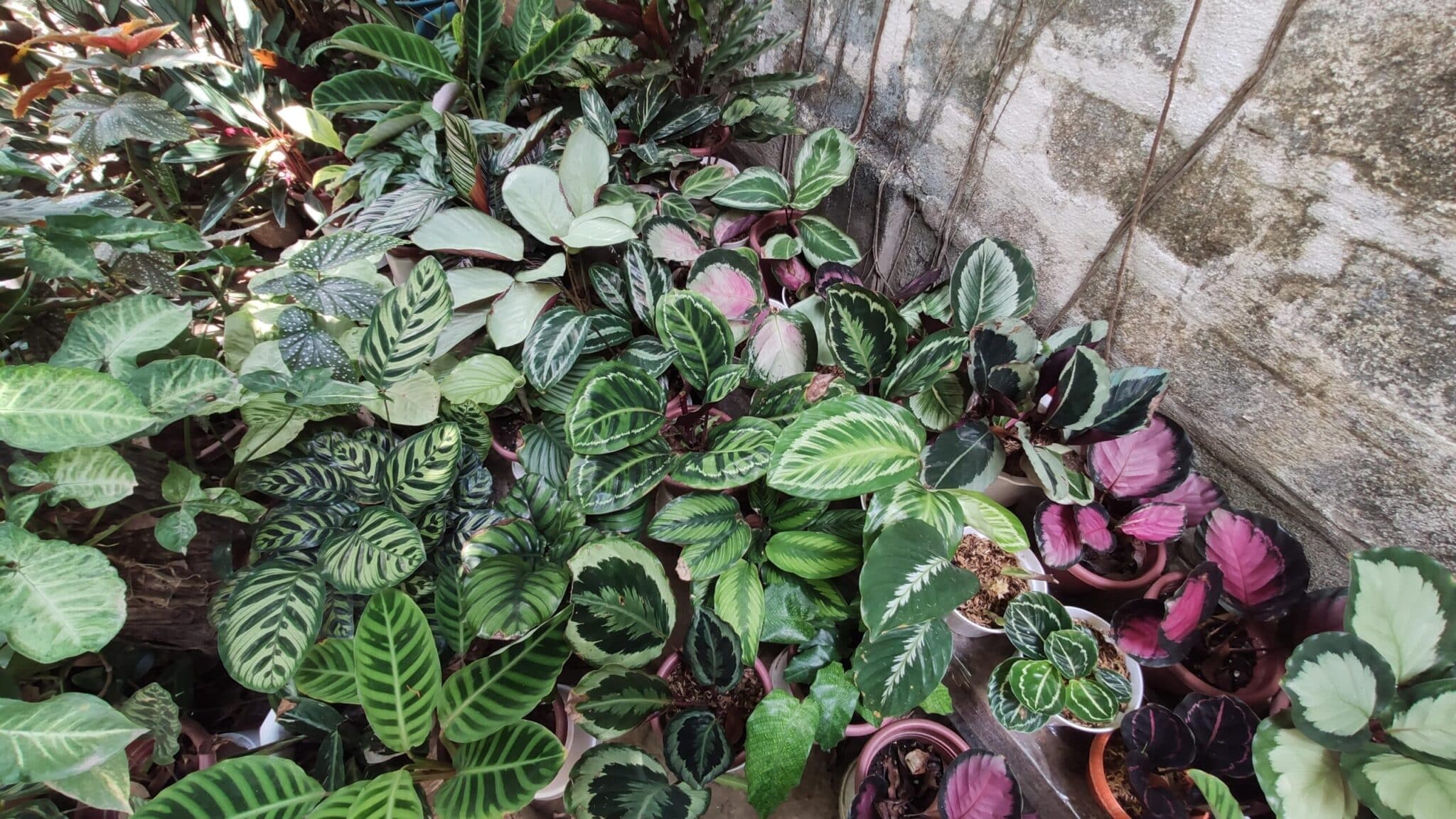 Calathea Light Requirements Everything You Need to Know Plants Craze