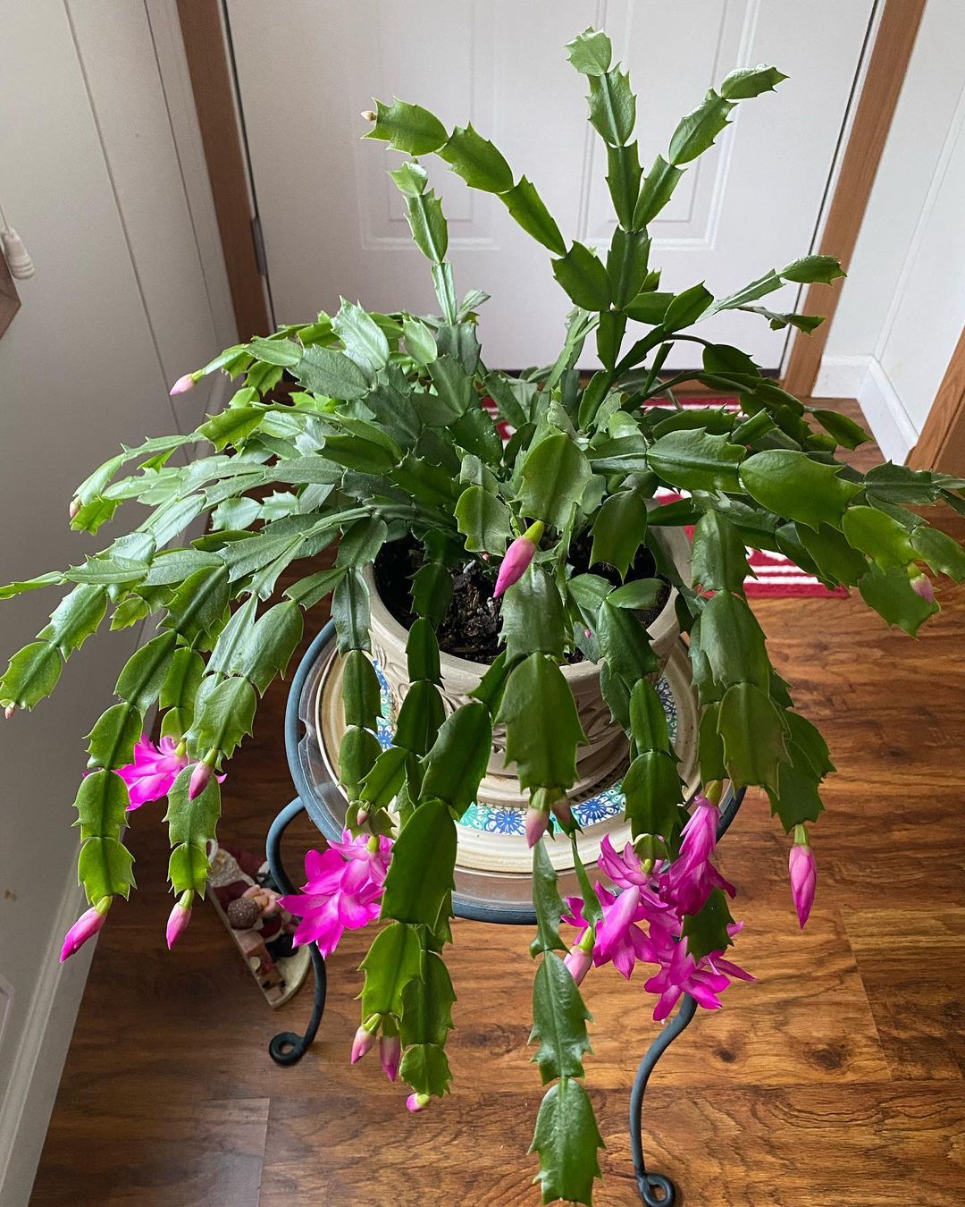 Christmas Cactus