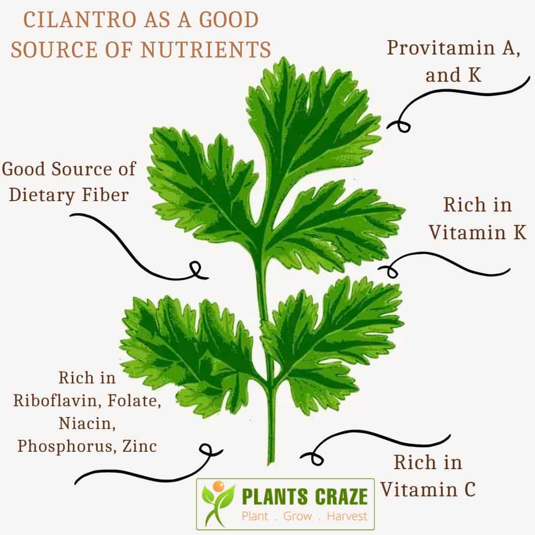 Cilantro Nutrients