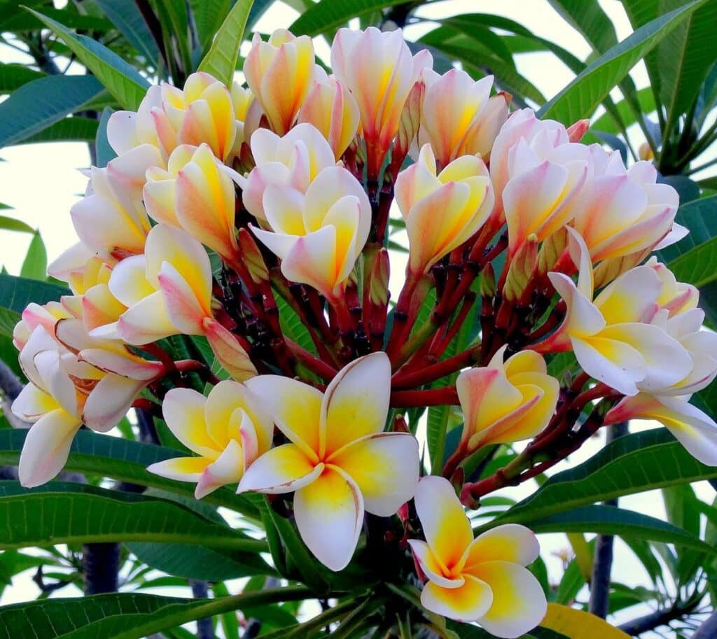 Plumeria Rubra Flower What is it? [With 3+ Secret Uses]