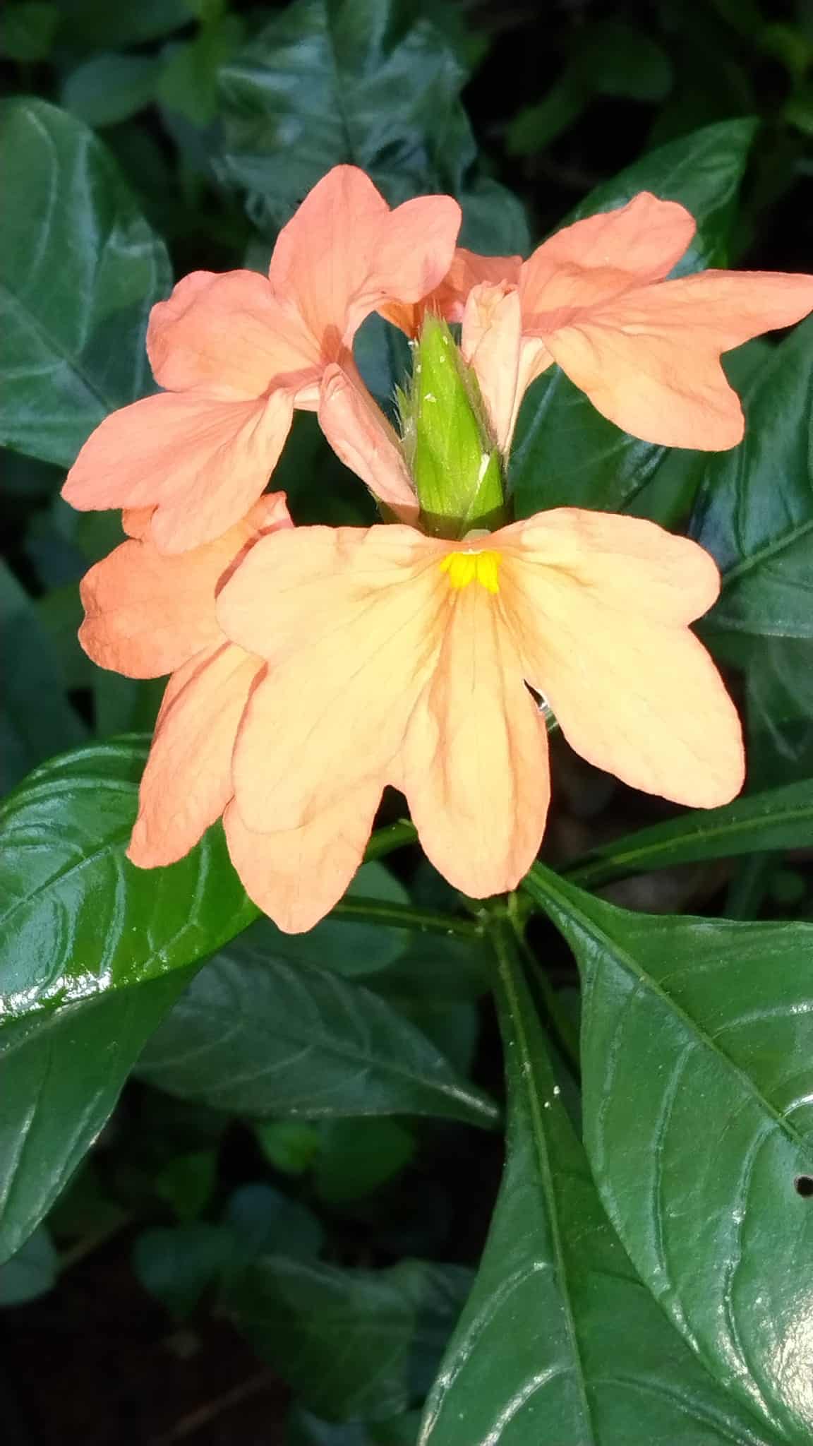 Image represents the flower of Crossandra