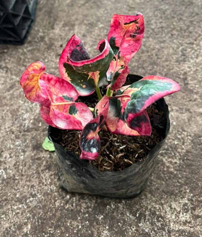 Croton Rare Thai in a Pot