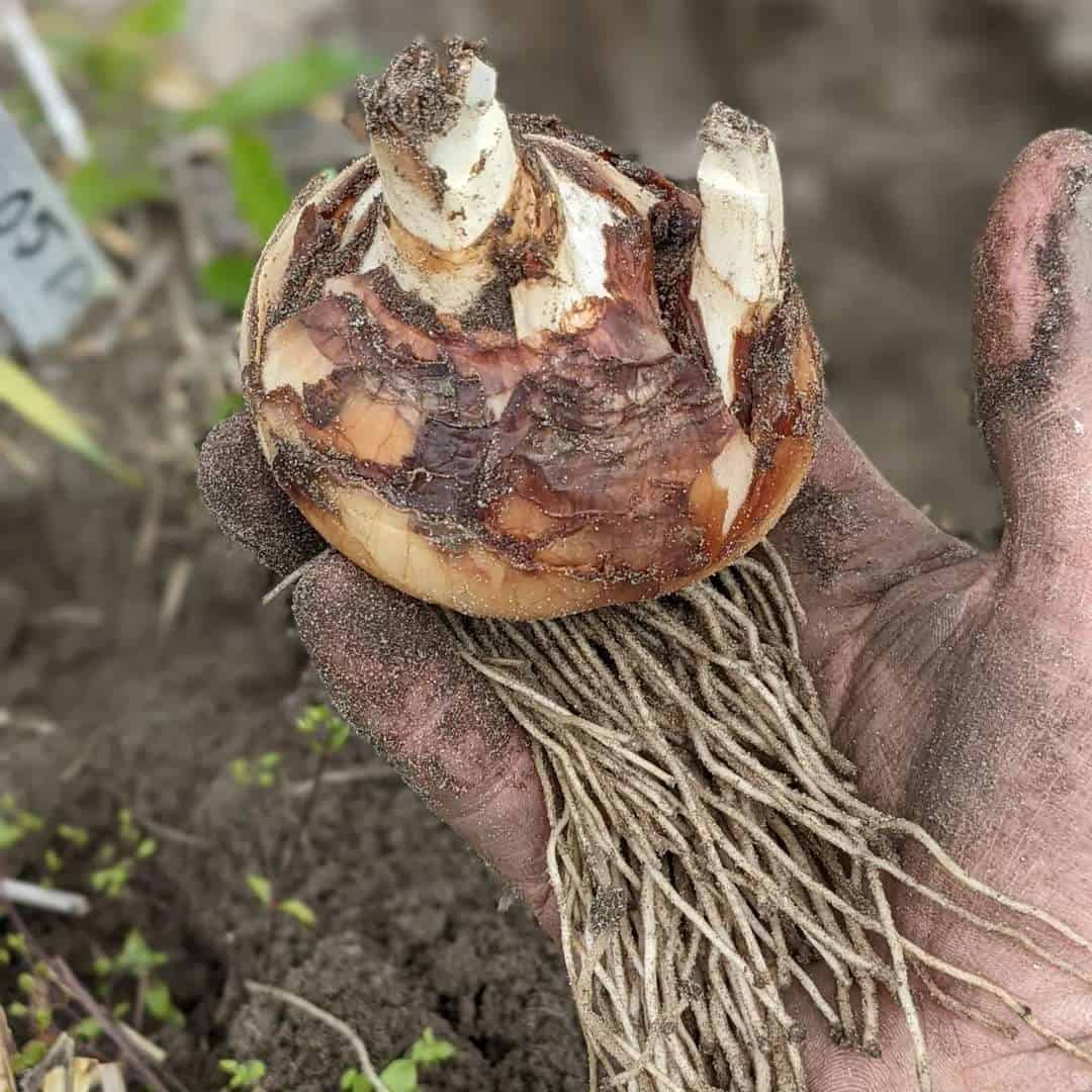 Daffodil bulb