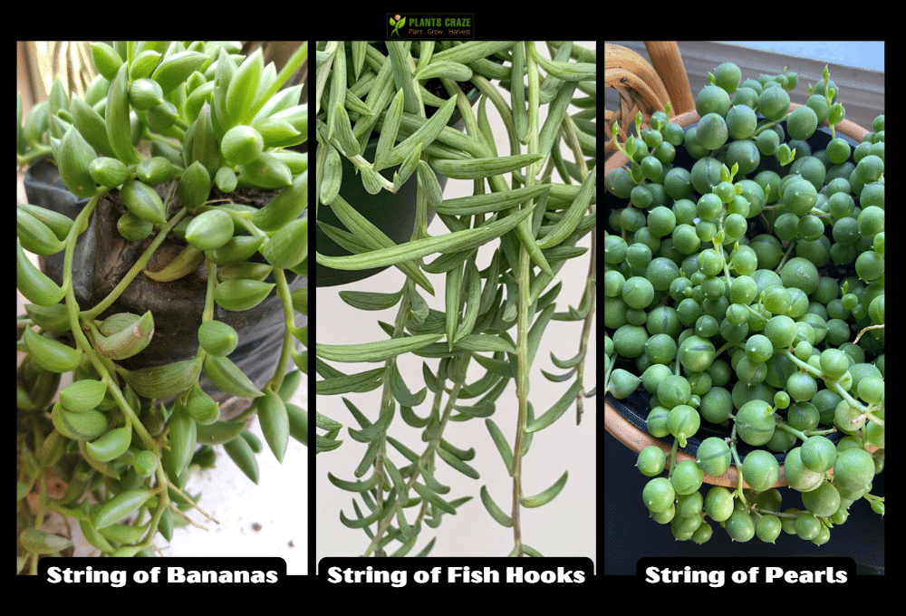 Image illustrates difference between String varieties