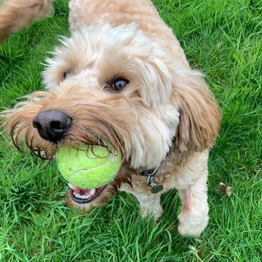 A Goldendoodle playing in a yard with a green tennis ball in its mouth.