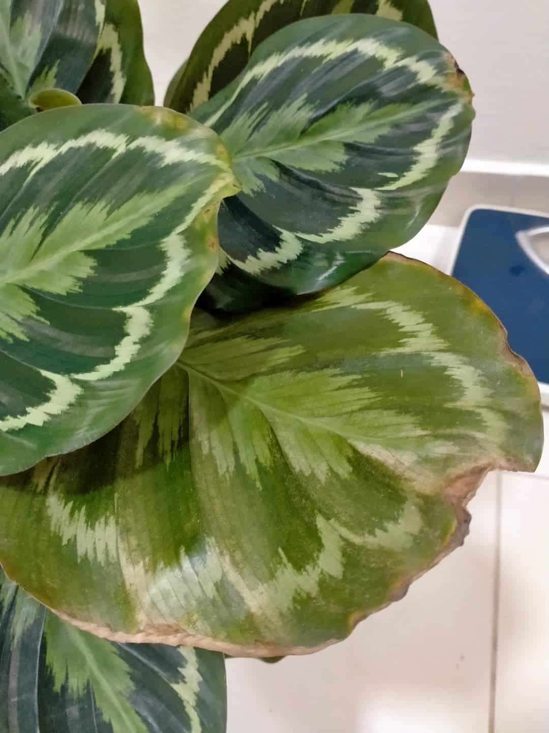 Underwatered prayer plant