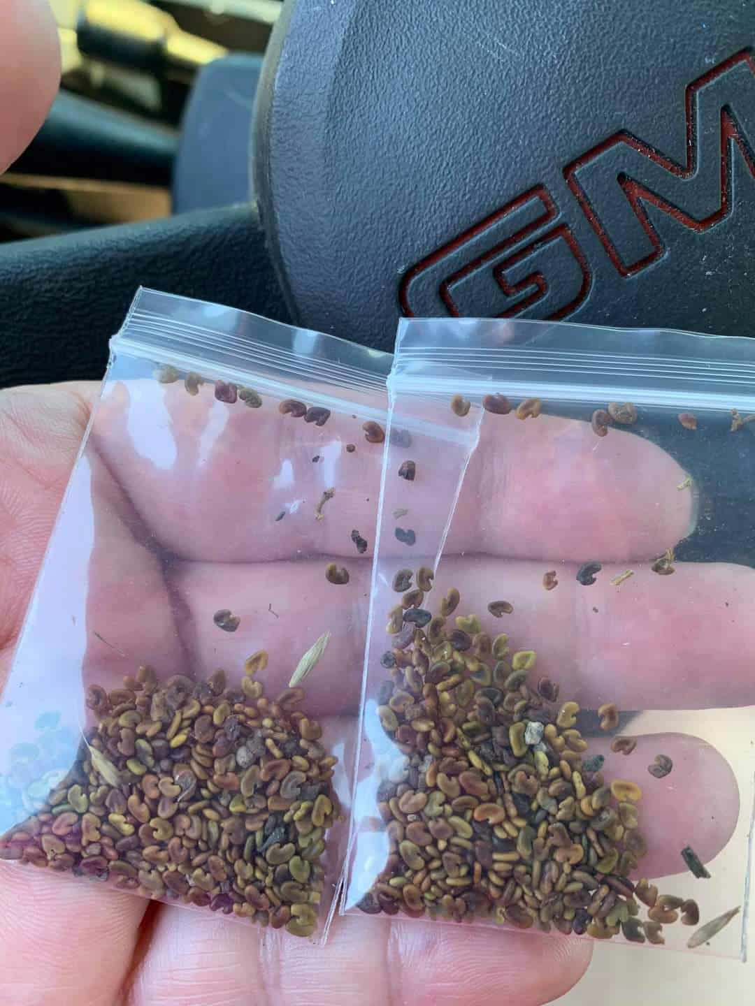 String of Pearls Seeds Buying & Germination Guide Plants Craze