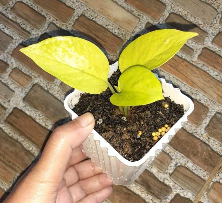 Image represents the fertilizer application in Pothos plant