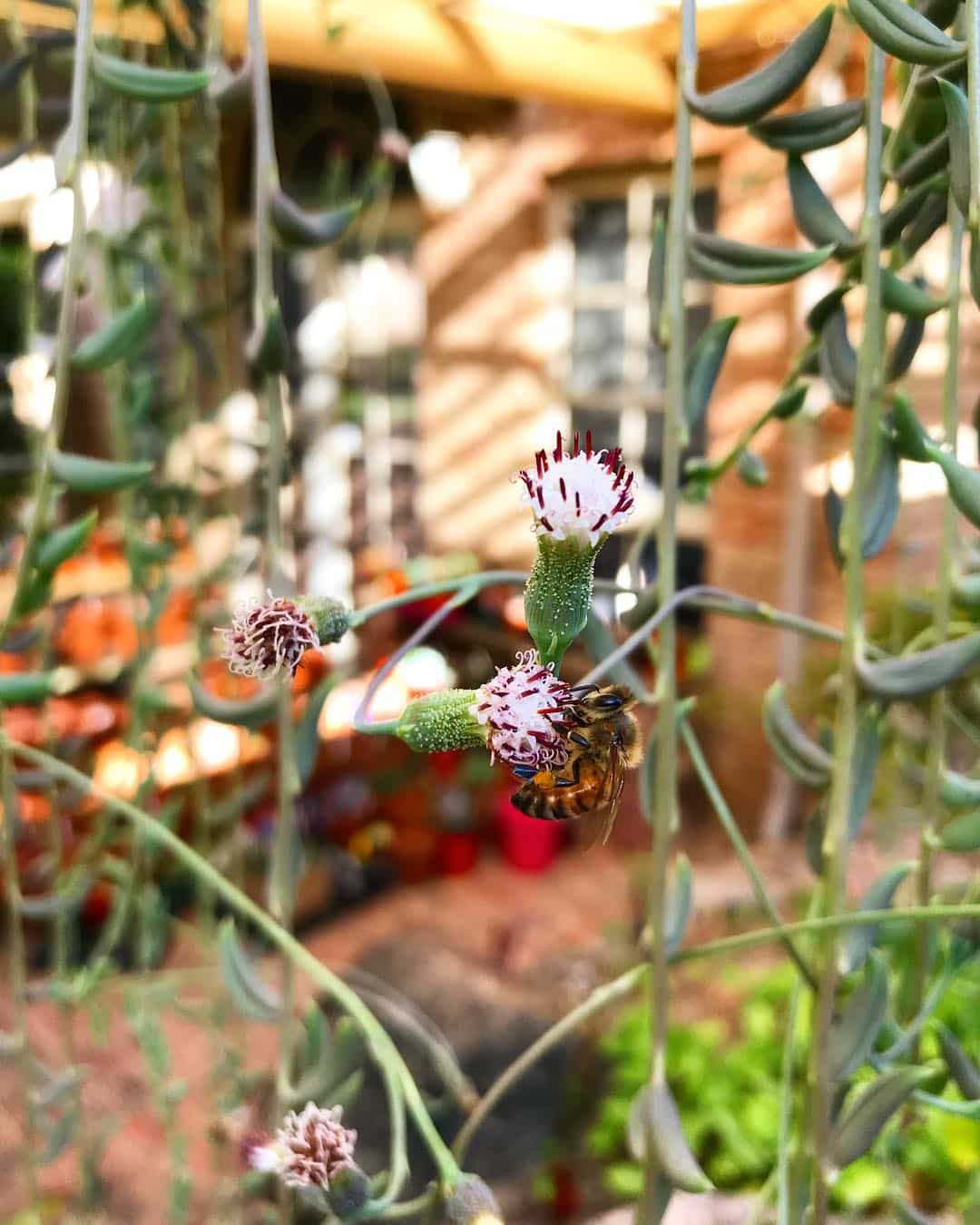 Image represents String of Bananas flowers