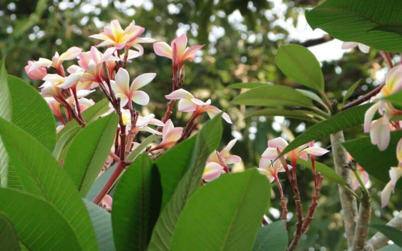 Image represents the flowers and foliage of Plumeria rubra
