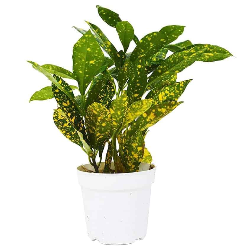 Gold dusted croton in a white pot