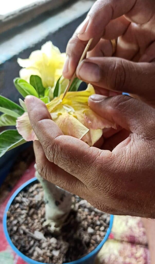 Hand pollination.