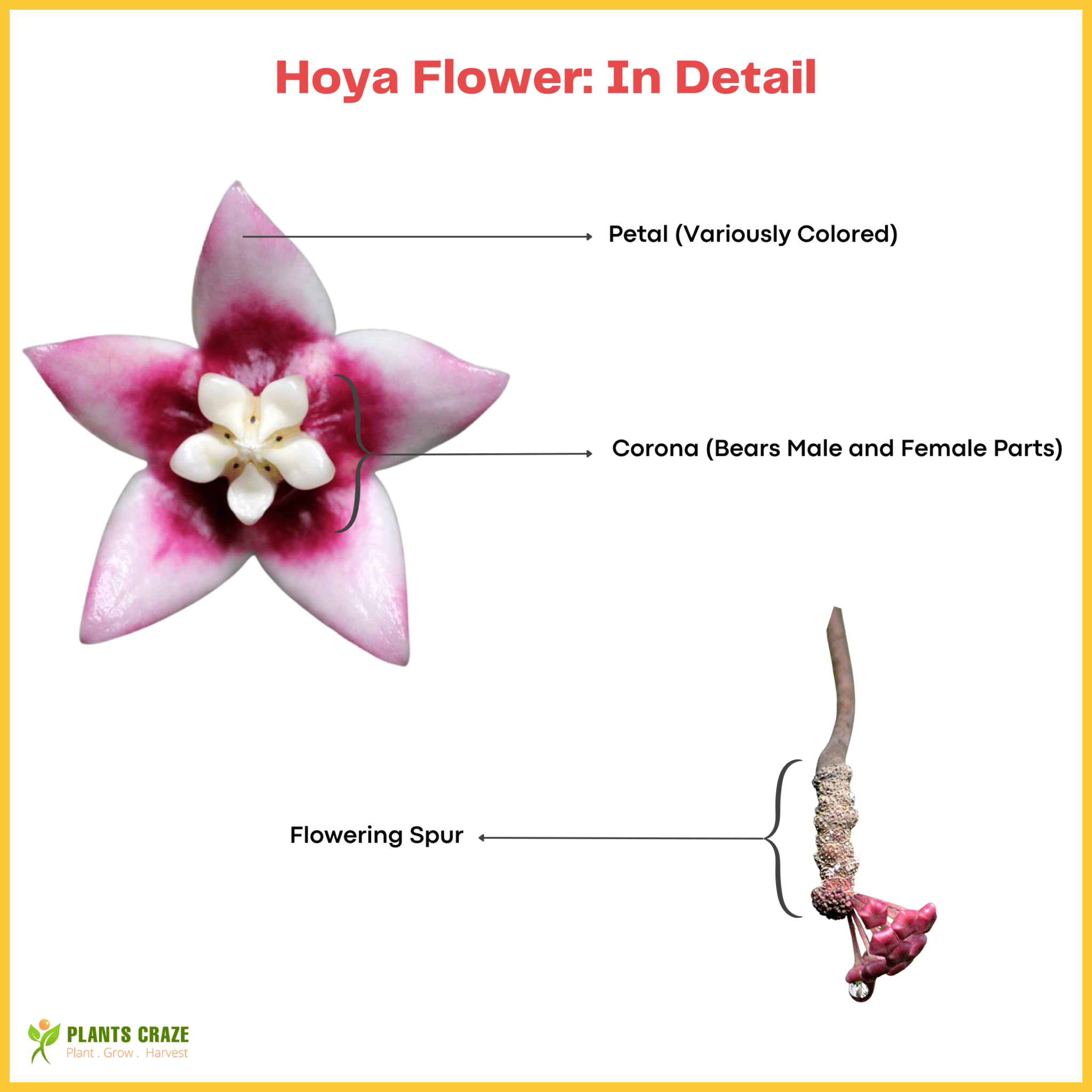 hoya-flower-meaning-importance-and-care-plants-craze