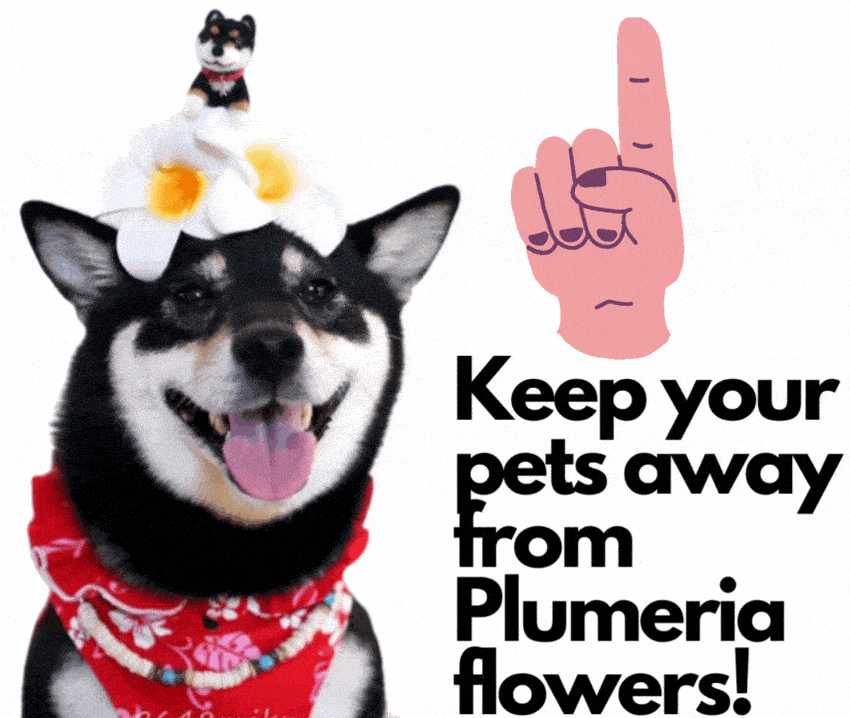 Image represents a warning gif that says to keep pets away