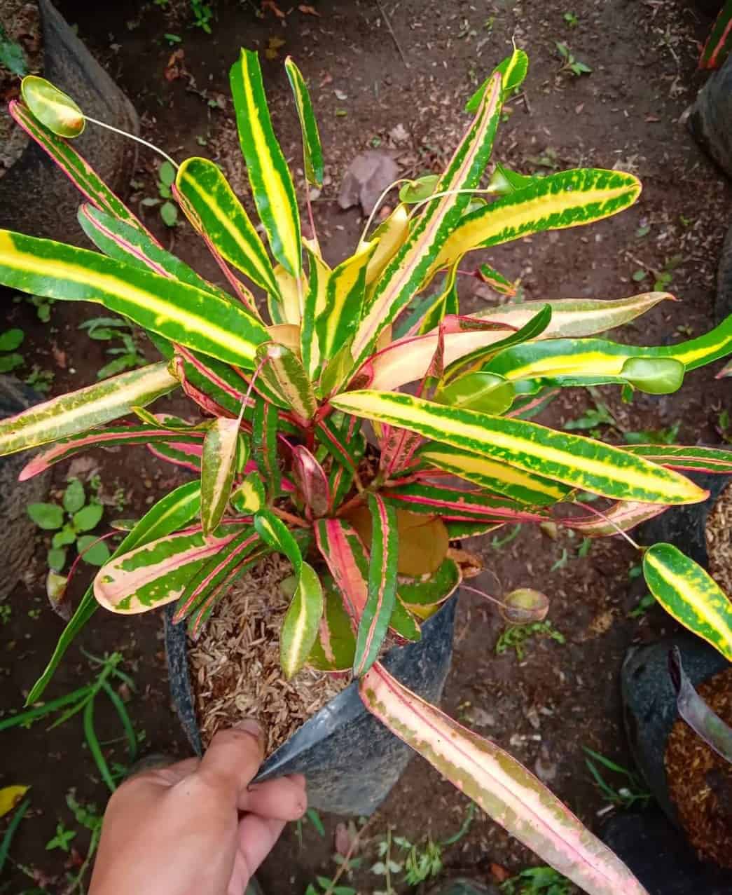 Lauren Rainbow Croton in a Pot