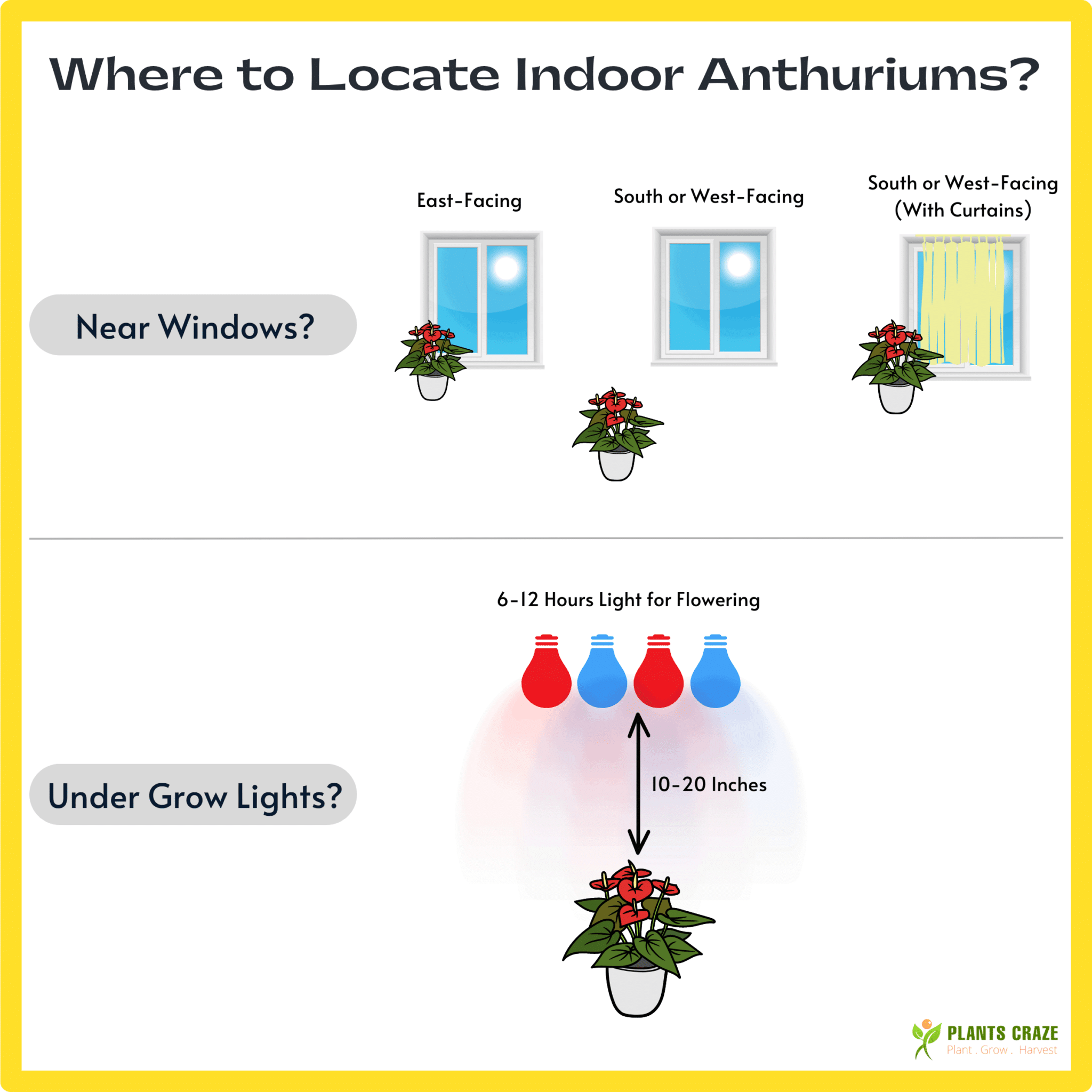 Image illustrates Anthurium light requirements