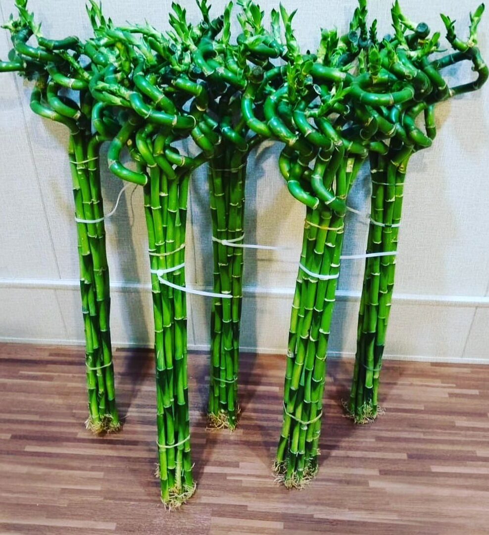 Image represents Lucky Bamboo Plant