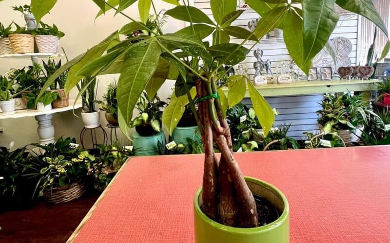 Money Tree plant in a pot