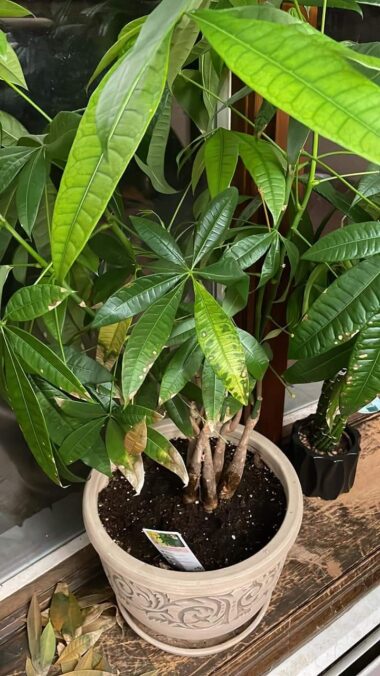 Money Tree Meaning: Good Luck or Something Else? - Plants Craze