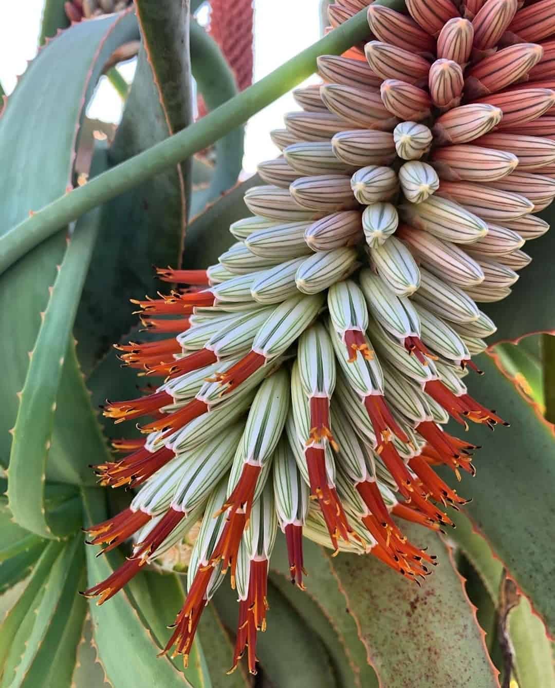 Image represents the Aloe flowers and buds