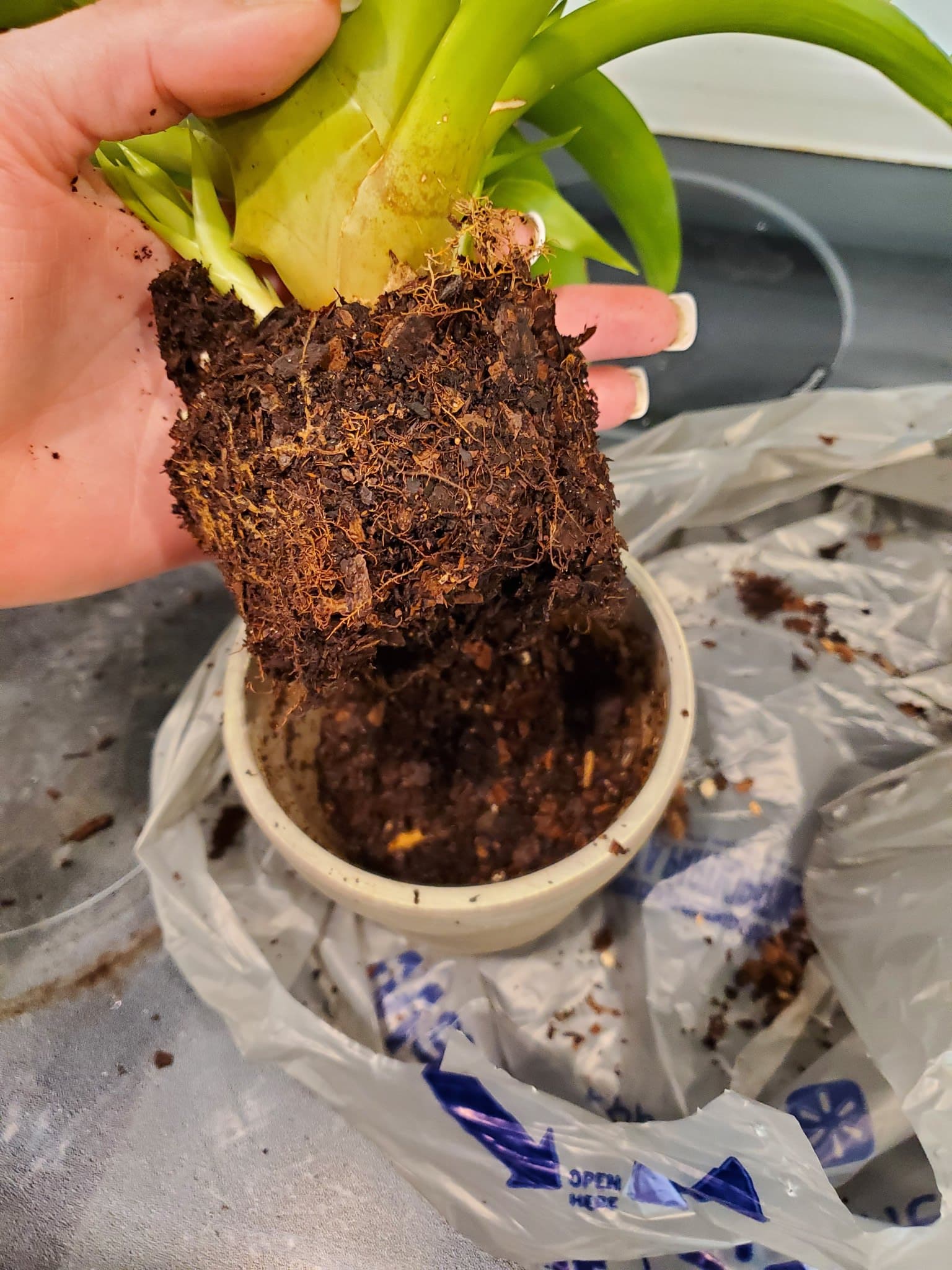 A person is holding on the base of Bromeliad plant taken put of the pot with the soil intact.