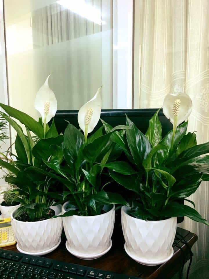 Image represents Peace Lily plants in group